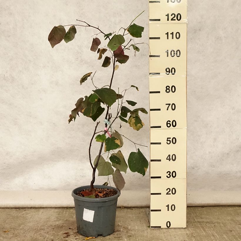 Exemplar von Kanadischer Judasbaum Forest Pansy - Cercis canadensis Topf mit 7,5L/10L wie im Sommer geliefert