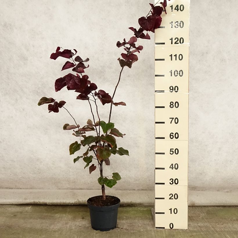 Exemplar von Kanadischer Judasbaum Forest Pansy - Cercis canadensis Topf mit 4L/5L wie im Sommer geliefert