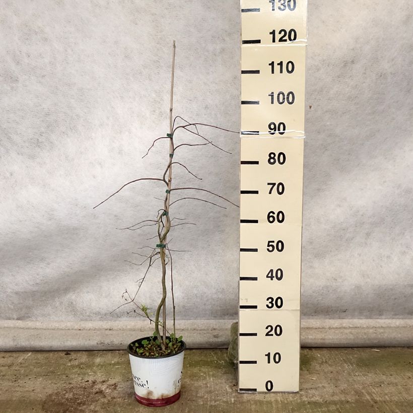 Exemplar von Kanadischer Judasbaum Golden Falls - Cercis canadensis Topf mit 4L/5L wie im Herbst geliefert