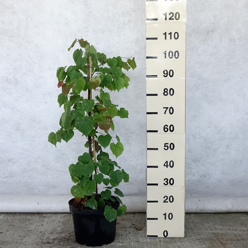 Exemplar von Kanadischer Judasbaum Lavender Twist - Cercis canadensis Topf mit 7,5L/10LGelieferte Höhe ca. 70/100cm wie im Sommer geliefert