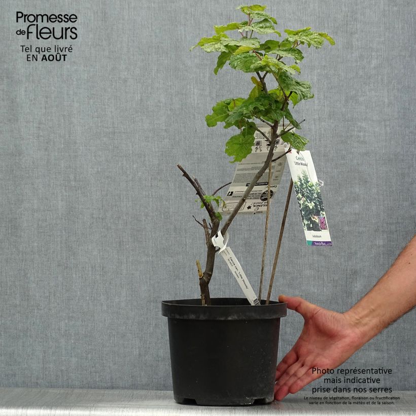 Exemplar von Kanadischer Judasbaum Little Woody - Cercis canadensis Topf mit 3L/4L wie im Sommer geliefert