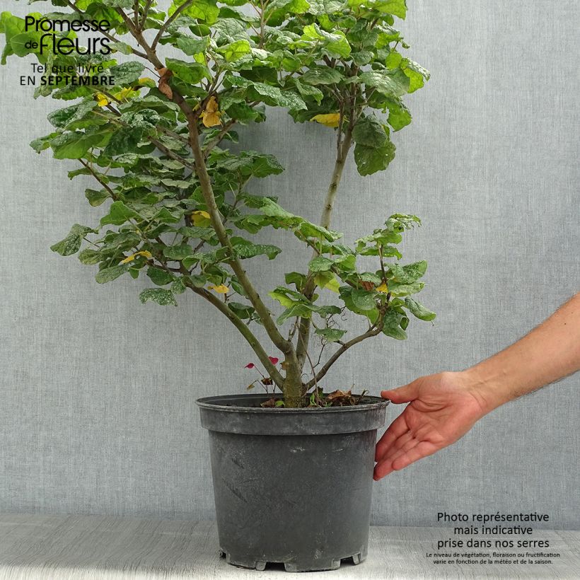 Exemplar von Kanadischer Judasbaum Little Woody - Cercis canadensis Topf mit 6L/7L wie im Sommer geliefert
