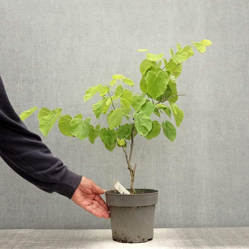 Exemplar von Kanadischer Judasbaum Texas White - Cercis canadensis Topf mit 4L/5L wie im Sommer geliefert