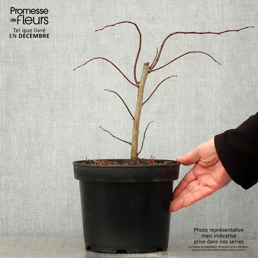 Exemplar von Kanadischer Judasbaum The Rising Sun - Cercis canadensis Topf mit 2L/3L wie im Herbst geliefert