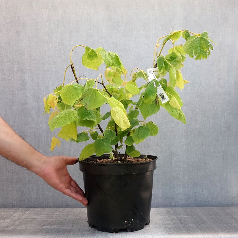 Exemplar von Kanadischer Judasbaum The Rising Sun - Cercis canadensis Topf mit 6L/7L wie im Sommer geliefert