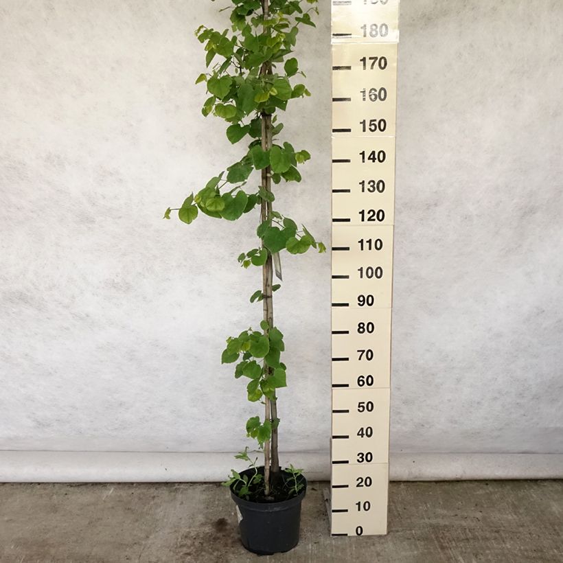 Exemplar von Kanadischer Judasbaum Vanilla Twist - Cercis canadensis Topf mit 7,5L/10L wie im Sommer geliefert
