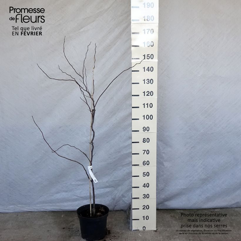 Exemplar von Kanadischer Judasbaum Carolina Sweetheart - Cercis canadensis Topf mit 6L/7L wie im Winter geliefert