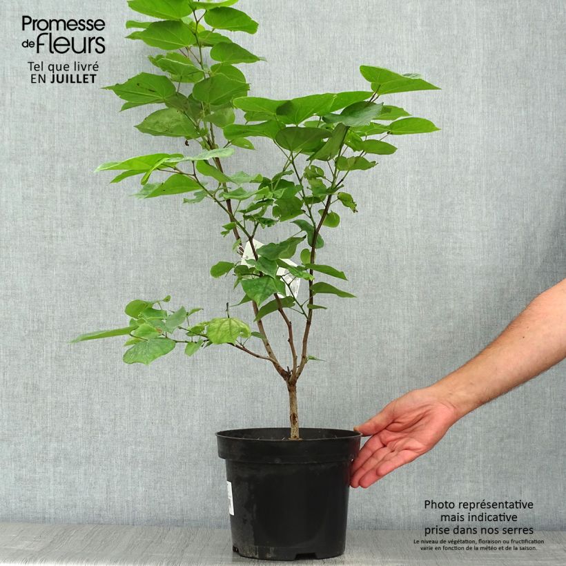 Exemplar von Chinesischer Judasbaum Avondale - Cercis chinensis Topf mit 4L/5L wie im Sommer geliefert