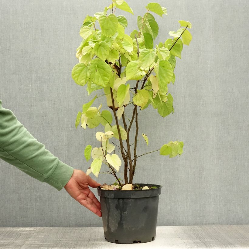 Exemplar von Chinesischer Judasbaum Shirobana - Cercis chinensis Topf mit 4L/5L wie im Sommer geliefert