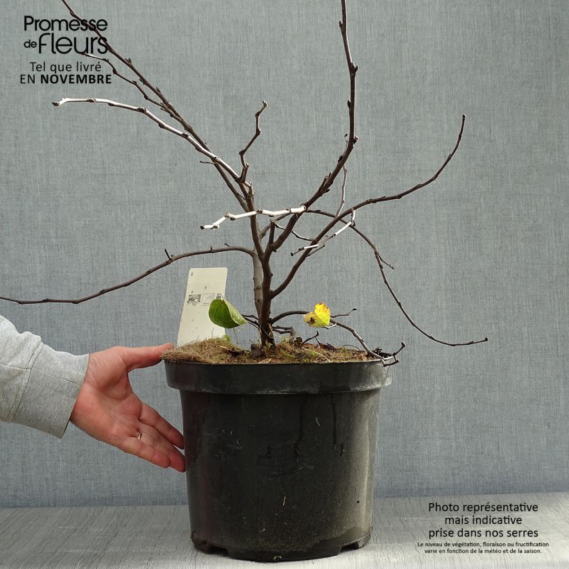 Exemplar von Judasbaum - Cercis siliquastrum Topf mit 7,5L/10L wie im Herbst geliefert