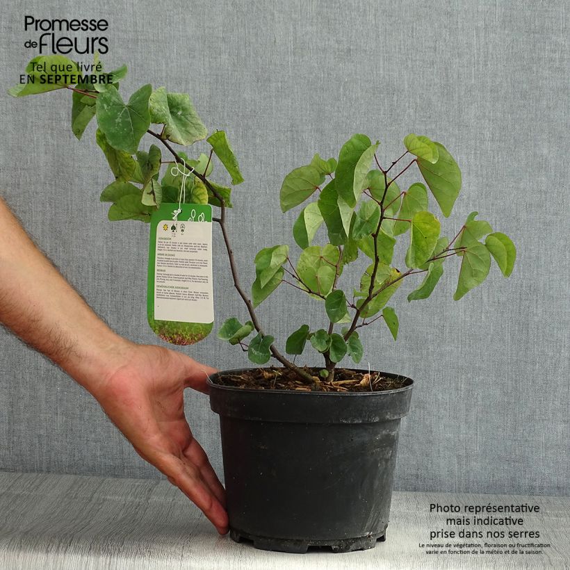 Exemplar von Judasbaum - Cercis siliquastrum Topf mit 3L/4L wie im Sommer geliefert