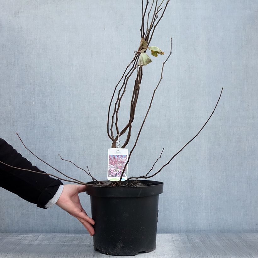 Exemplar von Judasbaum - Cercis siliquastrum Topf mit 7,5L/10L wie im Herbst geliefert
