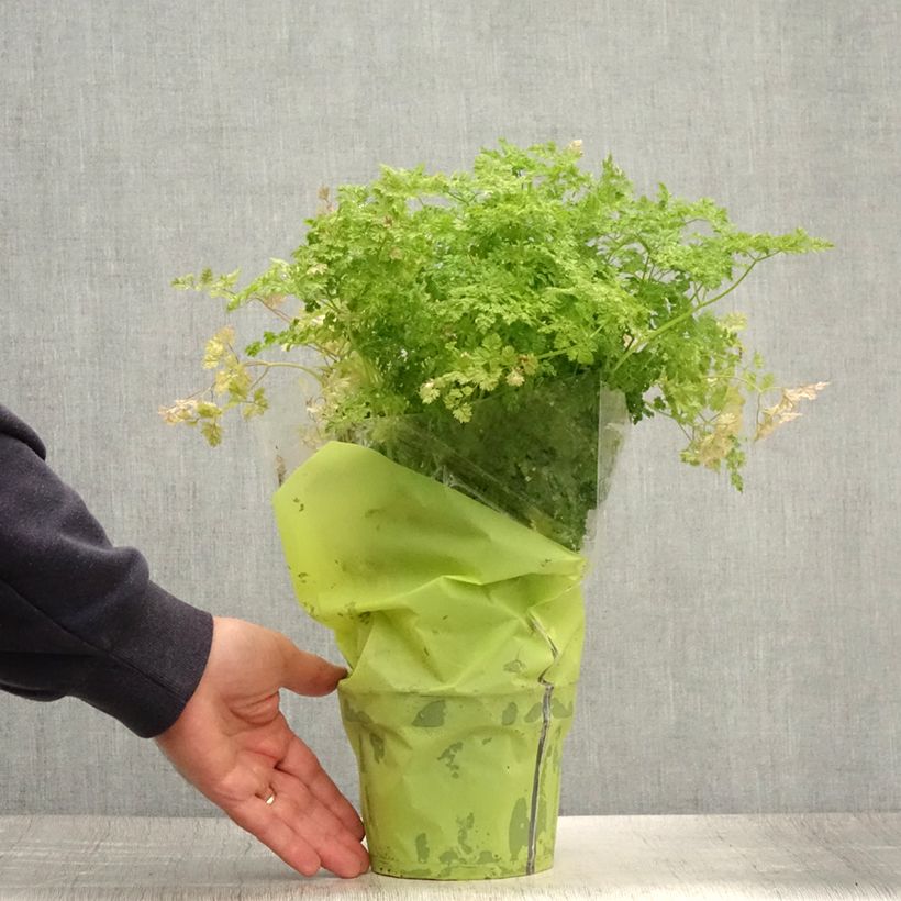 Exemplar von Garten-Kerbel Pflanzen - Anthriscus cerefolium Topf mit 1,5L/2L wie im Sommer geliefert