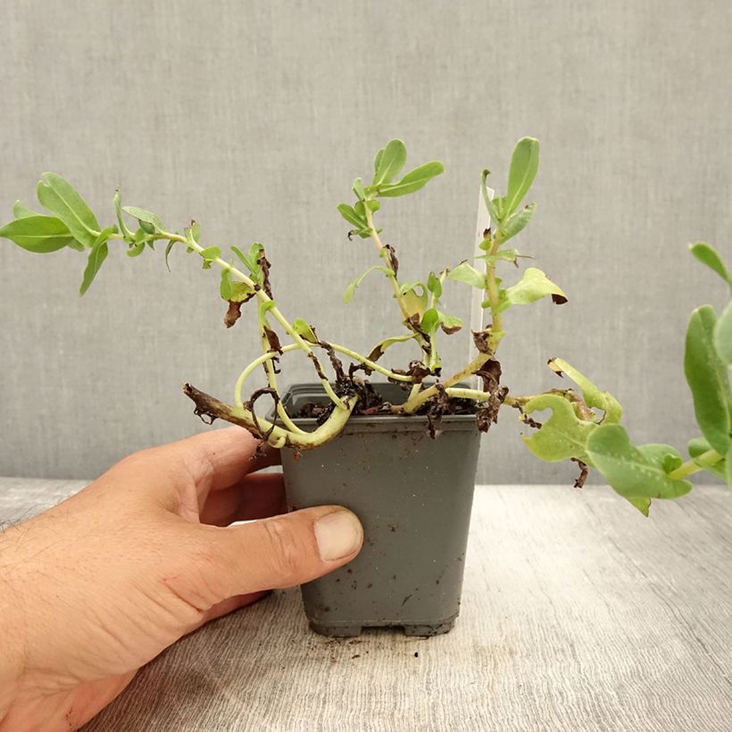 Exemplar von Cerinthe glabra - Cérinthe glabre Godet de 8/9 cm wie im Herbst geliefert