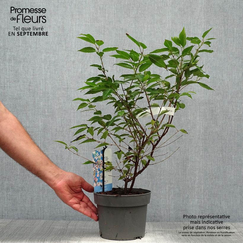 Exemplar von Fuji-Kirsche Paean - Prunus incisa Topf mit 2L/3L wie im Herbst geliefert