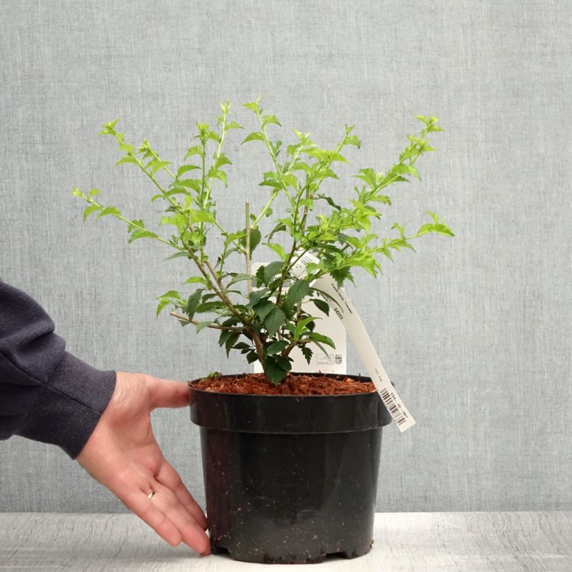 Exemplar von Fuji-Kirsche Yamadei - Prunus incisa Topf mit 2L/3L wie im Sommer geliefert