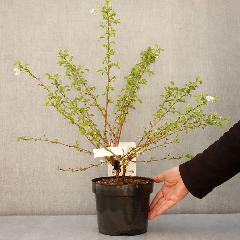 Exemplar von Fuji-Kirsche Yamadei - Prunus incisa Topf mit 2L/3LGelieferte Höhe ca. 30/40cm wie im Frühjahr geliefert
