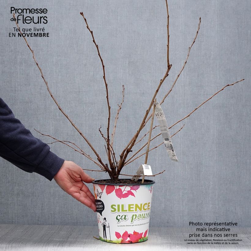 Exemplar von Zierkirsche Accolade - Prunus Topf mit 4L/5L wie im Herbst geliefert