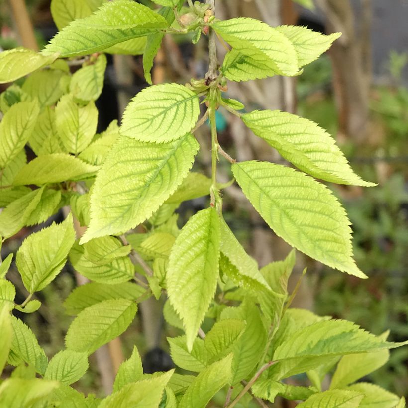 Fuji-Kirsche Frilly Frock - Prunus incisa (Laub)
