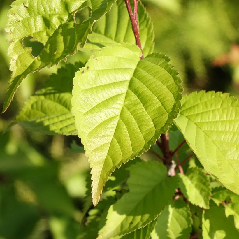 Hilliers Kirsche Spire - Prunus hillieri (Laub)