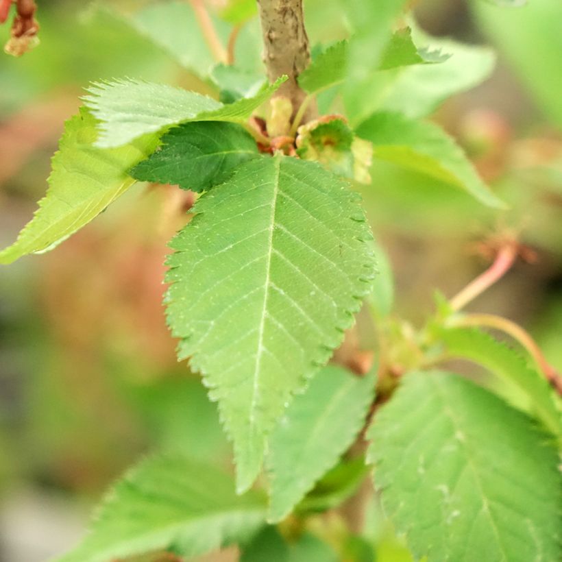 Kurilen-Kirsche Brillant - Prunus nipponica var. kurilensis (Laub)