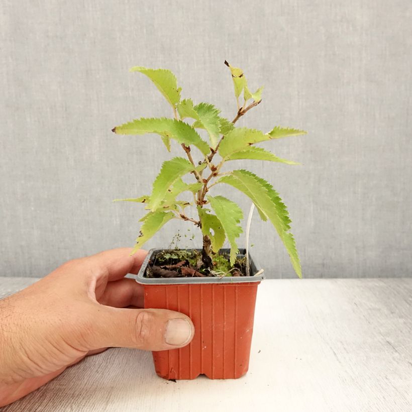 Exemplar von Kurilen-Kirsche Brillant - Prunus nipponica var. kurilensis Kleine Töpfe von 8/9 cm wie im Sommer geliefert