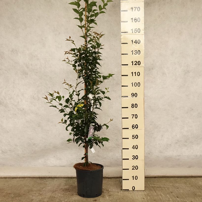 Exemplar von Zierkirsche Pandora - Prunus Topf mit 12L/15LGelieferte Höhe ca. 220cm wie im Sommer geliefert