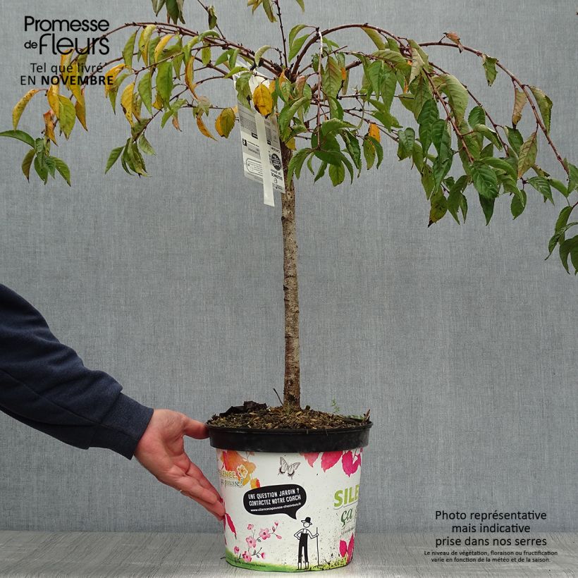 Exemplar von Zierkirsche Snow Fountains - Prunus Topf mit 6L/7L wie im Herbst geliefert