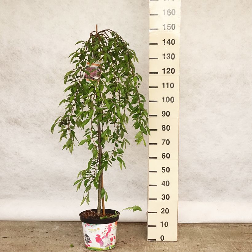 Exemplar von Zierkirsche Pendula Rubra - Prunus subhirtella Topf mit 7,5L/10L wie im Frühjahr geliefert