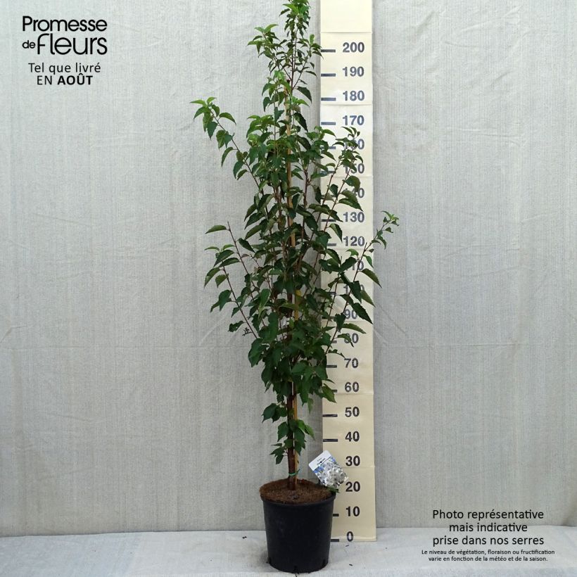 Exemplar von Zierkirsche Umineko - Prunus Topf mit 12L/15L wie im Sommer geliefert