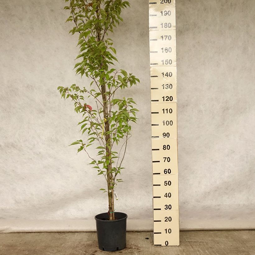 Exemplar von Zierkirsche Sunset Boulevard - Prunus serrulata Topf mit 12L/15L wie im Sommer geliefert