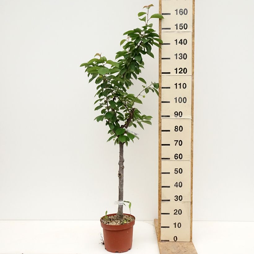 Exemplar von Sauerkirsche Cerise Allégria Delbard delkarsun - Prunus cerasus Topf mit 7,5L/10L, Gobelet-Form wie im Frühjahr geliefert