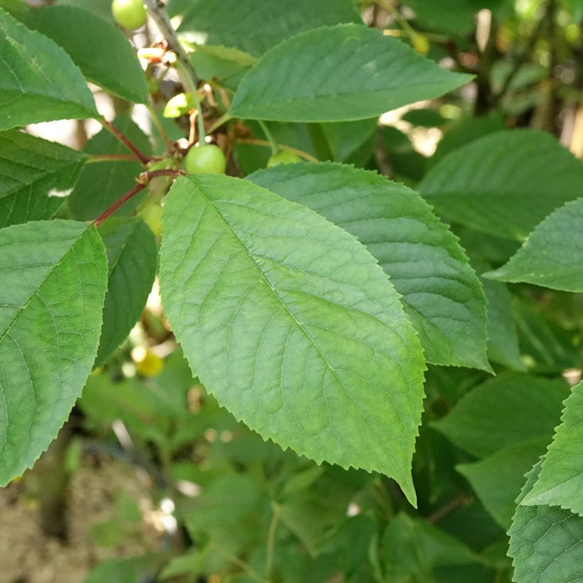 Sauerkirsche Anglaise Hâtive - Prunus cerasus (Laub)
