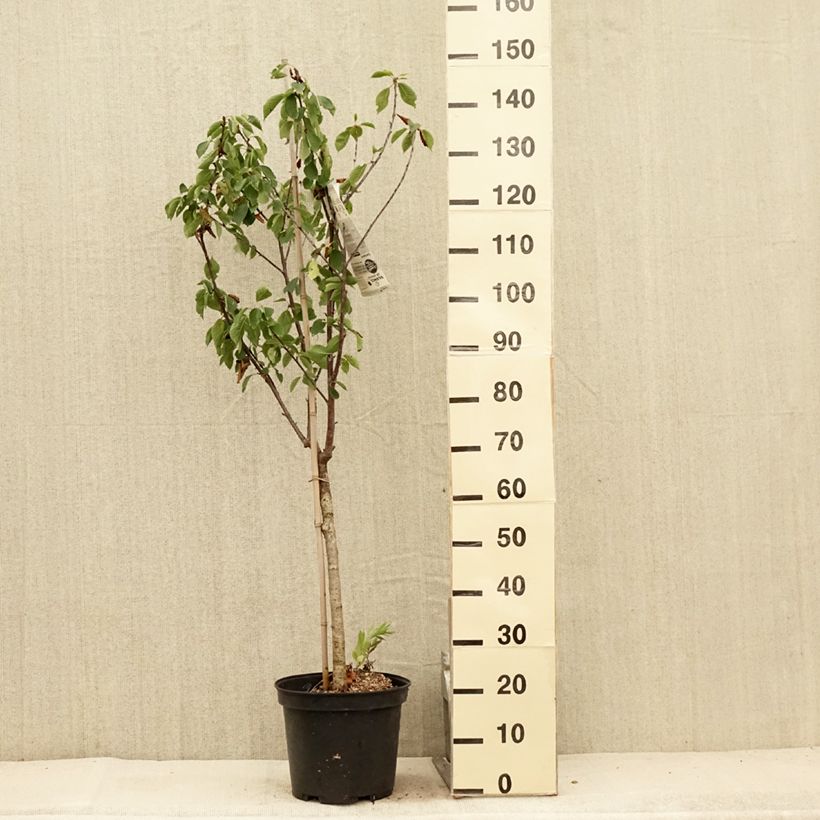 Exemplar von Sauerkirsche Anglaise Hâtive - Prunus cerasus Topf mit 7,5L/10L, Gobelet-Form wie im Sommer geliefert