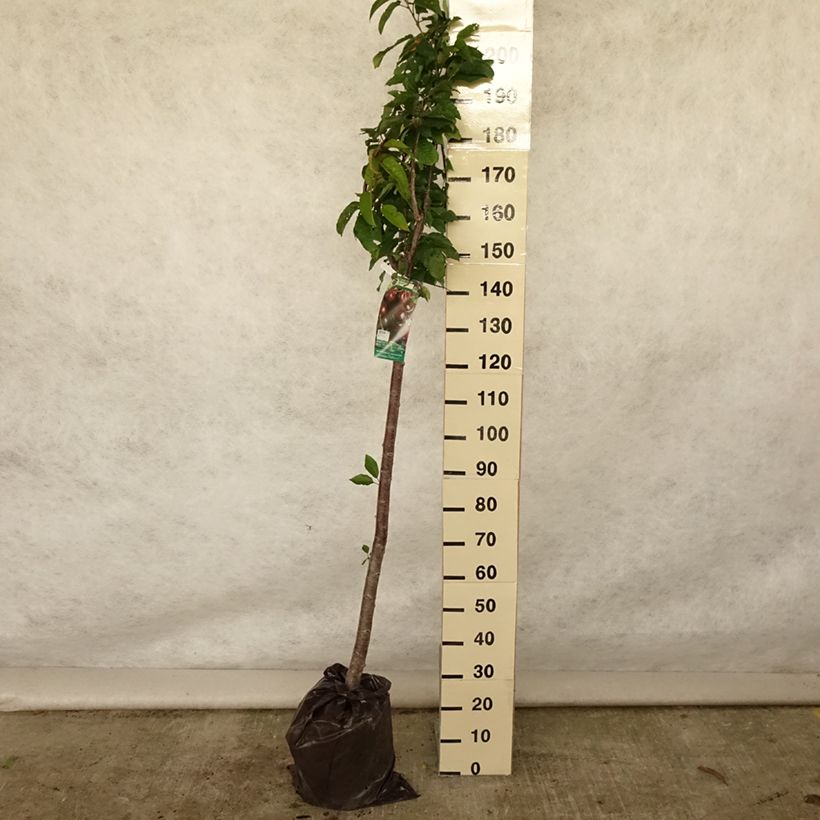 Exemplar von Süßkirsche Bigalise 'enjidel' - Prunus avium Plug "Fertig-zum-Pflanzen", Halbstamm wie im Sommer geliefert