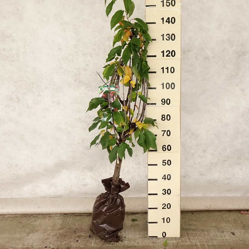 Exemplar von Süßkirsche Bigalise 'enjidel' - Prunus avium Plug "Fertig-zum-Pflanzen", Gobelet-Form wie im Sommer geliefert