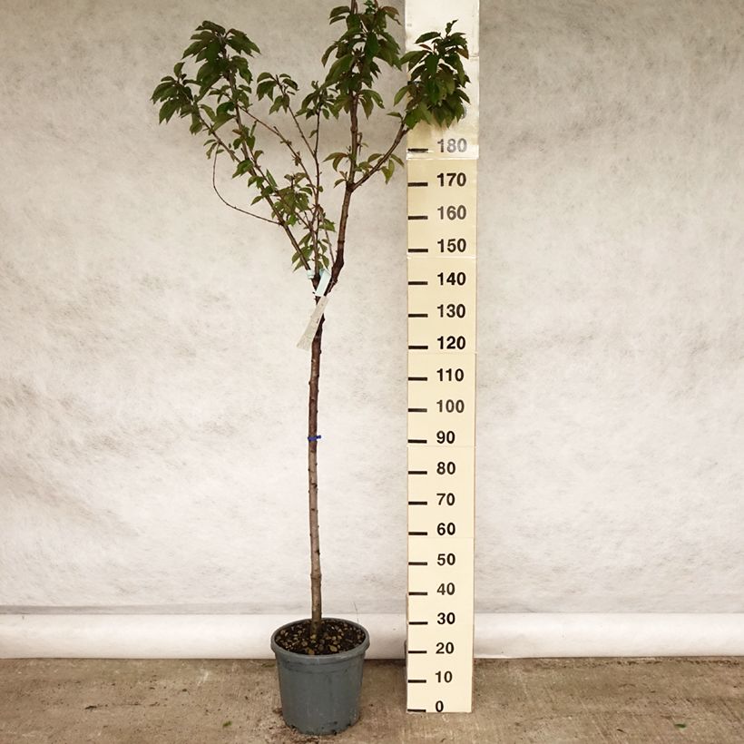 Exemplar von Süßkirsche Coeur de Pigeon - Prunus avium Topf mit 7,5L/10L, Halbstamm wie im Frühjahr geliefert
