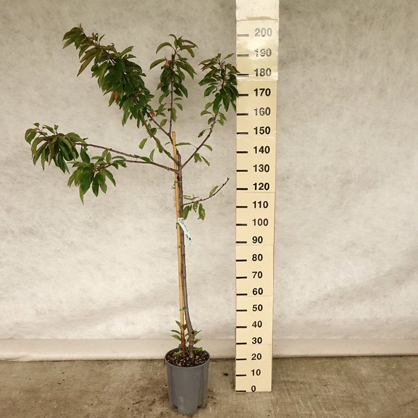 Exemplar von Süßkirsche Coeur de Pigeon - Prunus avium Topf mit 7,5L/10L, Gobelet-Form wie im Sommer geliefert