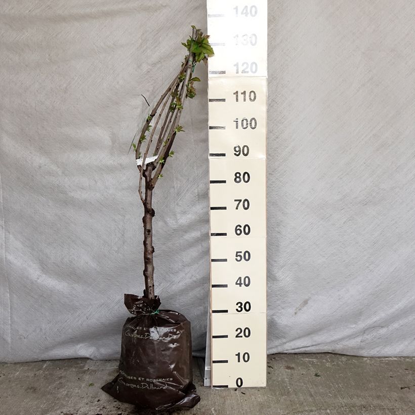 Exemplar von Süßkirsche Saint Jean 'Gardel' - Prunus avium Plug "Fertig-zum-Pflanzen", Gobelet-Form wie im Frühjahr geliefert