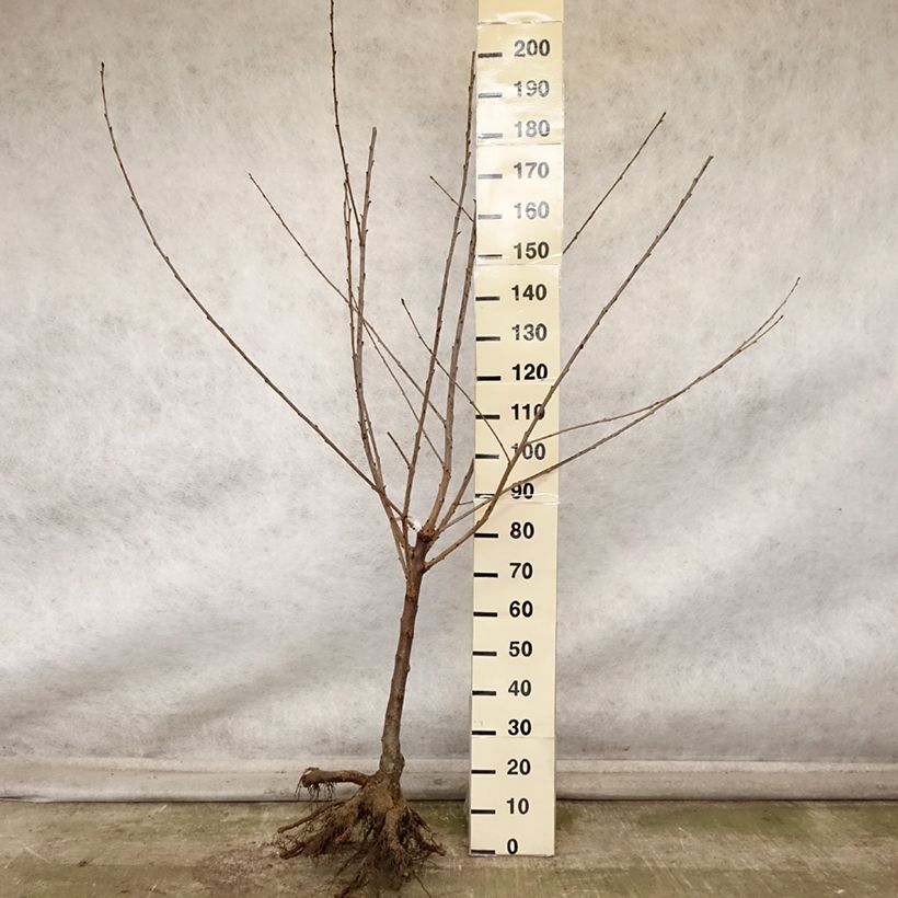 Exemplar von Süßkirsche Saint Jean 'Gardel' - Prunus avium Wurzelnackt, Gobelet-Form wie im Herbst geliefert
