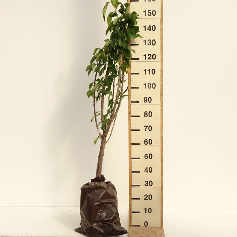 Exemplar von Süßkirsche Délice de Malicorne ‘Agoudel’ - Prunus avium Plug "Fertig-zum-Pflanzen", Gobelet-Form wie im Sommer geliefert