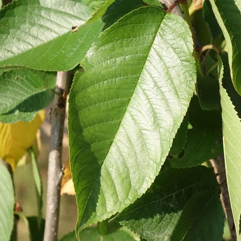 Süßkirsche Délice de Malicorne ‘Agoudel’ - Prunus avium (Laub)