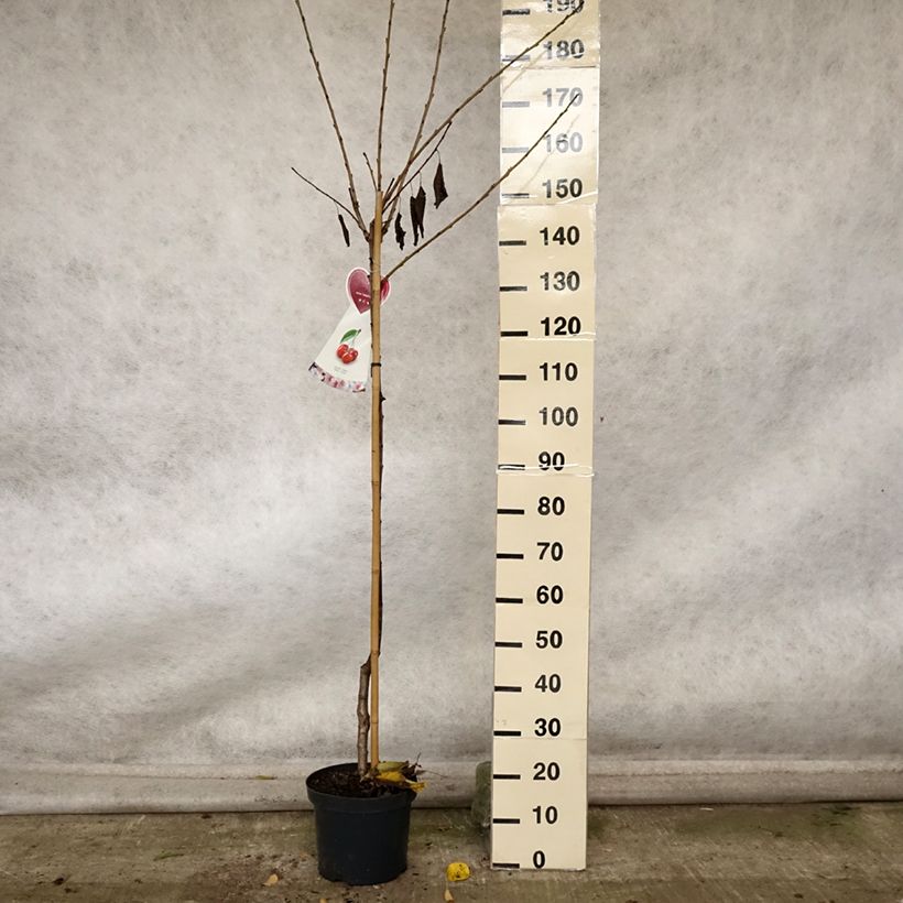 Exemplar von Süßkirsche Hedelfingen - Prunus avium Topf mit 7,5L/10L, Halbstamm wie im Herbst geliefert