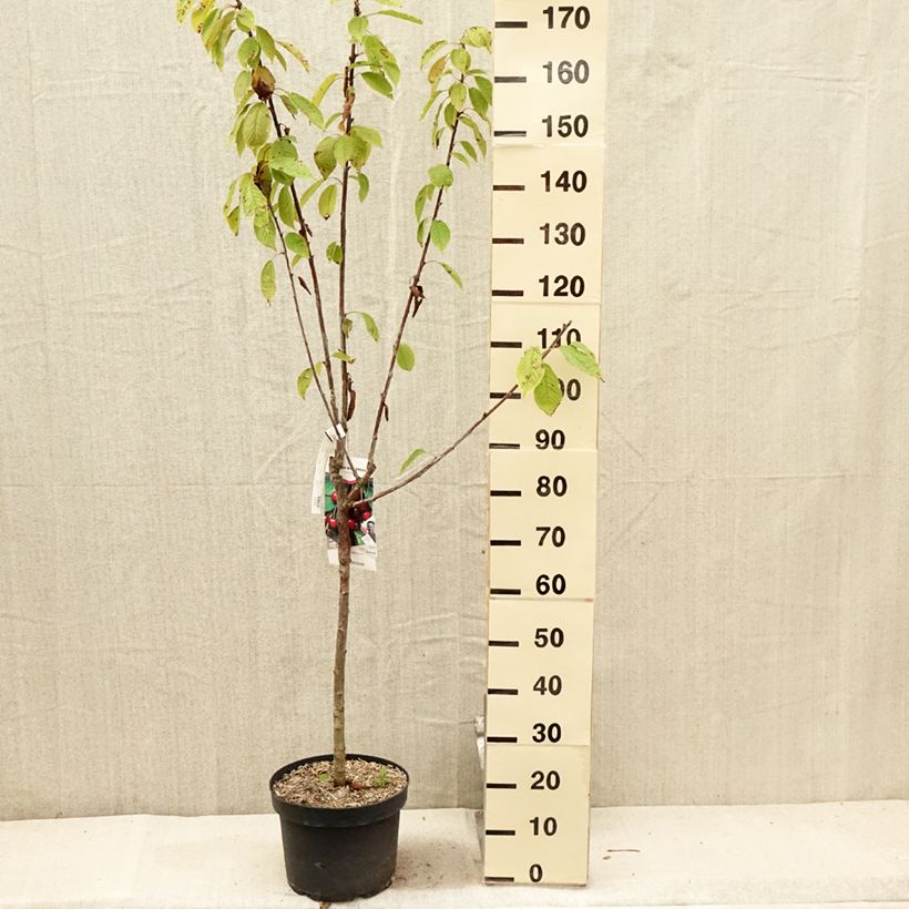 Exemplar von Süßkirsche Marmotte - Prunus avium Topf mit 7,5L/10L, Gobelet-FormGelieferte Höhe ca. 140/160cm wie im Sommer geliefert