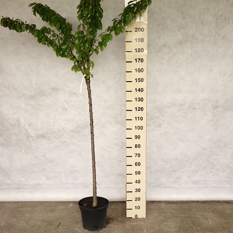 Exemplar von Süßkirsche Napoléon - Prunus avium Topf mit 7,5L/10L, Halbstamm wie im Frühjahr geliefert