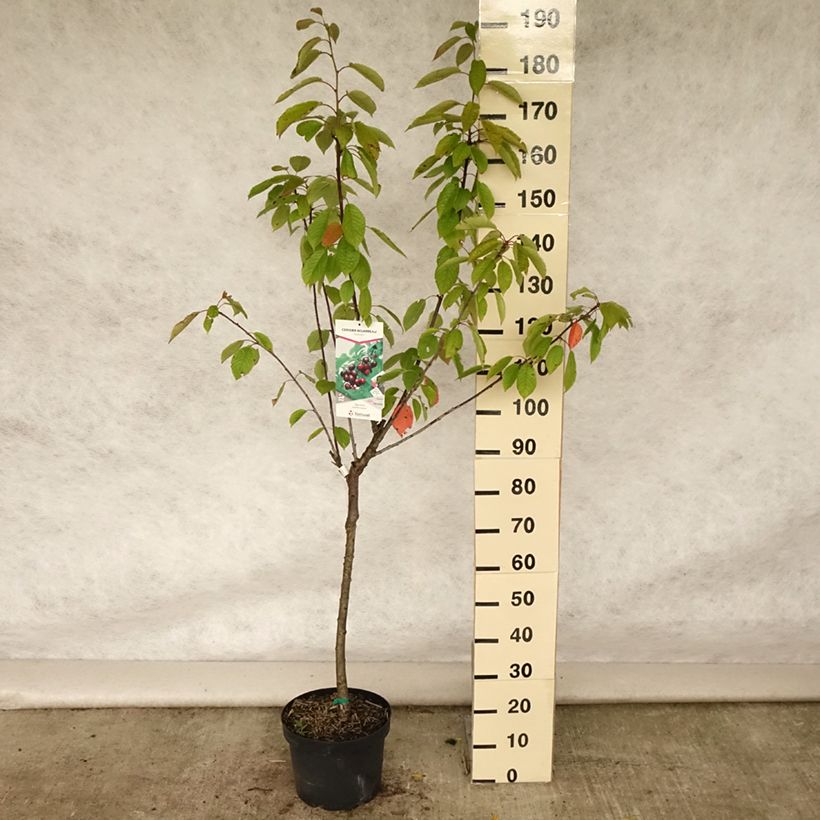 Exemplar von Süßkirsche Reverchon - Prunus avium Topf mit 7,5L/10L, Gobelet-Form wie im Sommer geliefert
