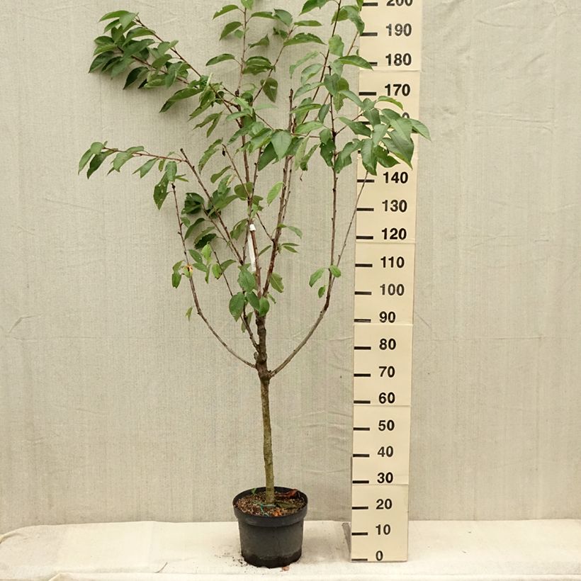 Exemplar von Süßkirsche Summit - Prunus avium Topf mit 7,5L/10L, Gobelet-FormGelieferte Höhe ca. 125/150cm wie im Sommer geliefert