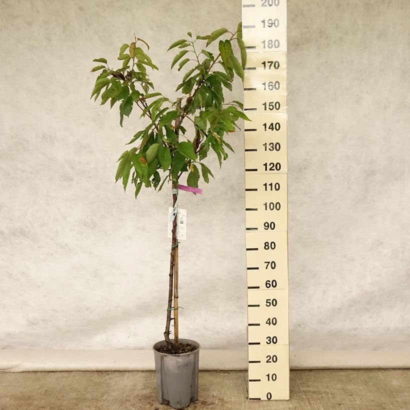 Exemplar von Süßkirsche Sunburst - Prunus avium Topf mit 7,5L/10L, Halbstamm wie im Sommer geliefert