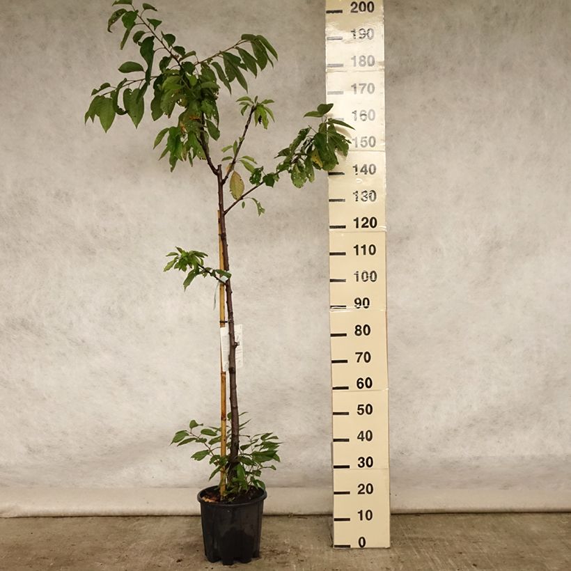 Exemplar von Süßkirsche Van - Prunus avium Topf mit 7,5L/10L, Halbstamm wie im Sommer geliefert