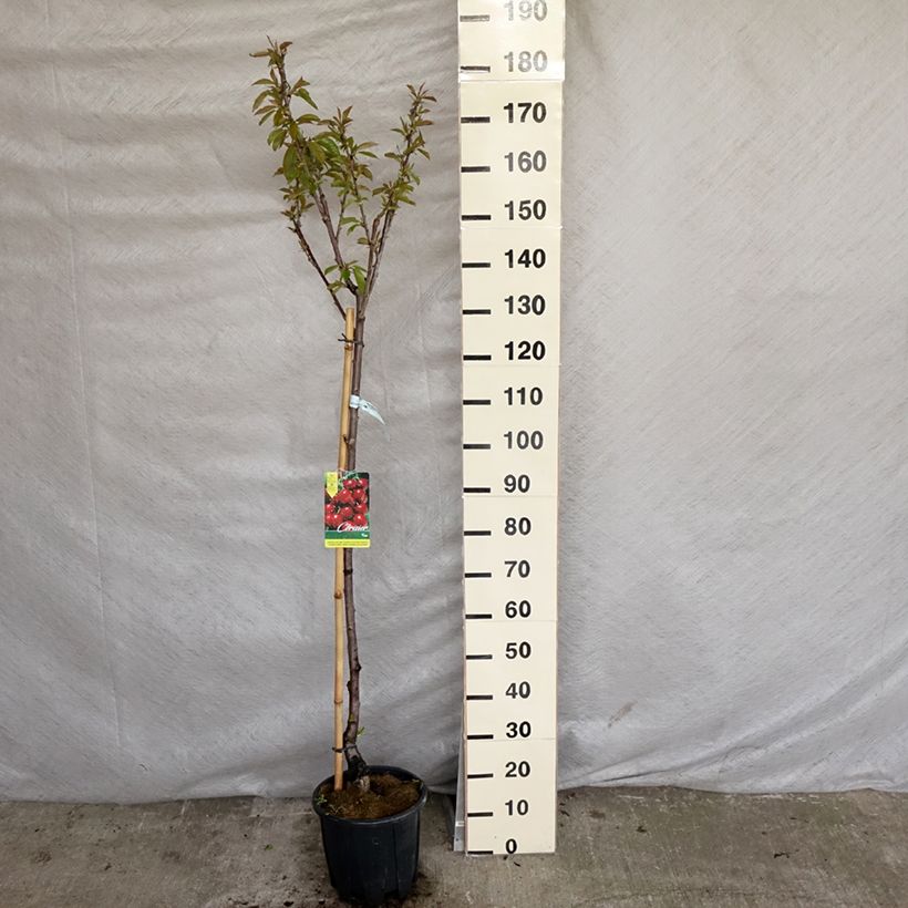 Exemplar von Süßkirsche Van - Prunus avium Topf mit 7,5L/10L, HalbstammGelieferte Höhe ca. 150/175cm wie im Frühjahr geliefert